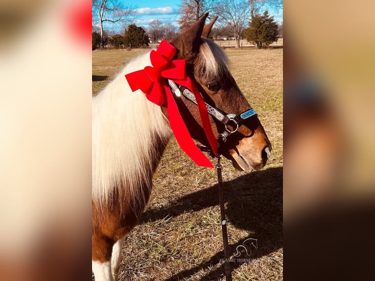 Tennessee Walking Horse Giumenta 10 Anni 132 cm Tobiano-tutti i colori in Shelbyville, tn