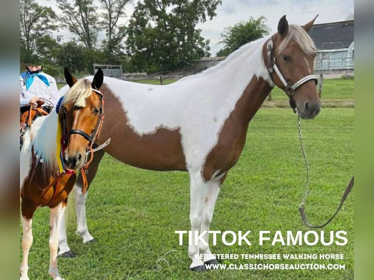 Tennessee Walking Horse Giumenta 10 Anni 132 cm Tobiano-tutti i colori in Shelbyville, tn