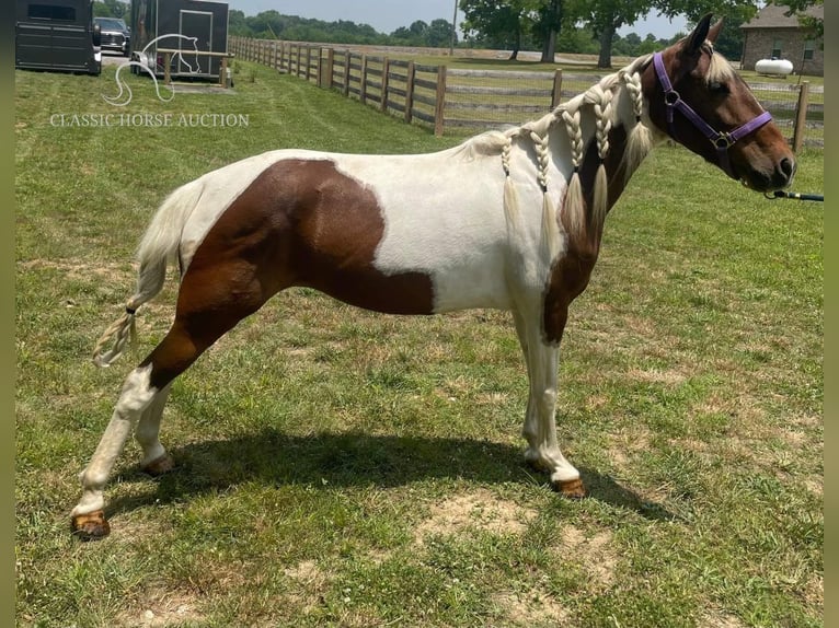 Tennessee Walking Horse Giumenta 10 Anni 132 cm Tobiano-tutti i colori in Shelbyville, tn