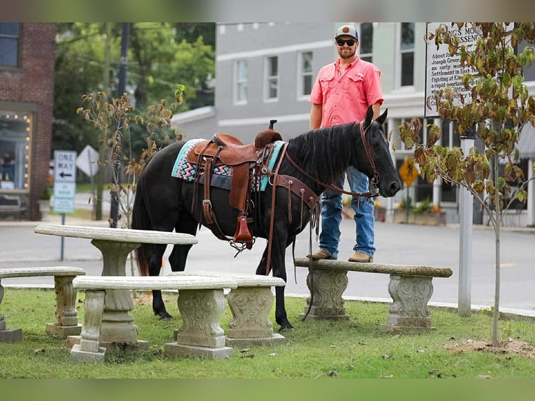 Tennessee Walking Horse Giumenta 10 Anni 147 cm Morello in Cleveland Tn
