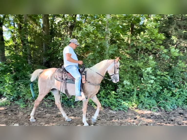 Tennessee Walking Horse Giumenta 10 Anni 152 cm Sauro scuro in Lewisburg, TN