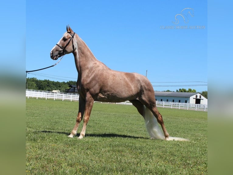 Tennessee Walking Horse Giumenta 10 Anni 152 cm Sauro scuro in Lewisburg, TN