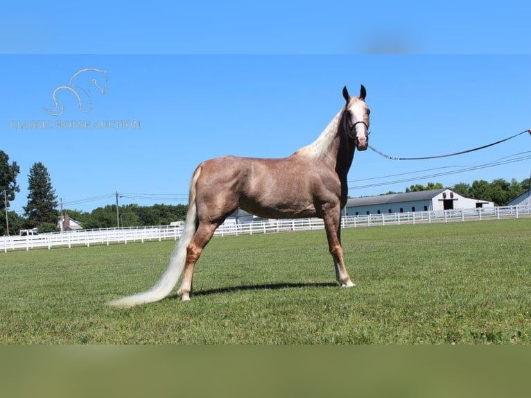 Tennessee Walking Horse Giumenta 10 Anni 152 cm Sauro scuro in Lewisburg, TN