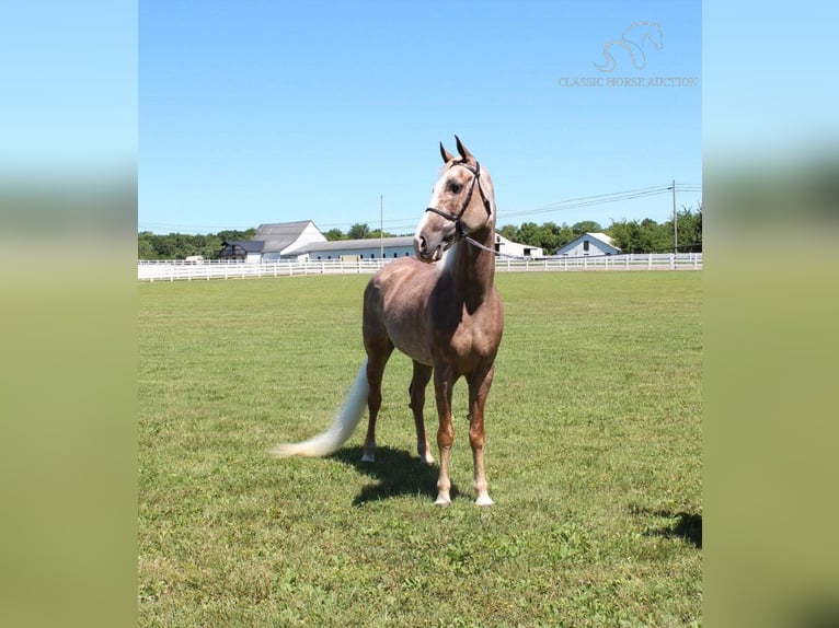 Tennessee Walking Horse Giumenta 10 Anni 152 cm Sauro scuro in Lewisburg, TN