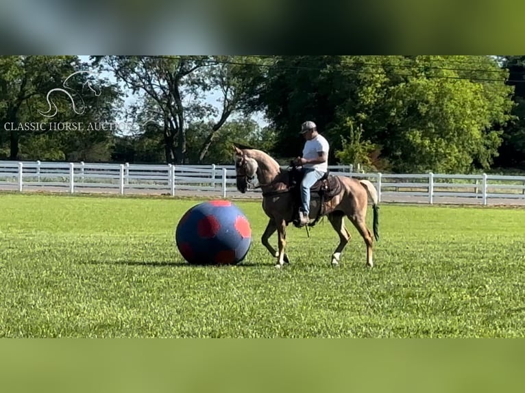 Tennessee Walking Horse Giumenta 10 Anni 152 cm Sauro scuro in Lewisburg, TN