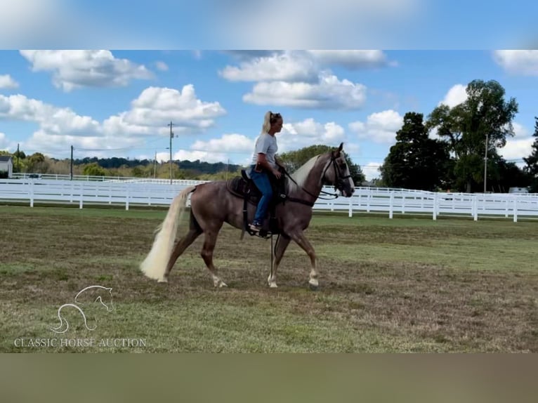 Tennessee Walking Horse Giumenta 10 Anni 152 cm Sauro scuro in Lewisburg, TN