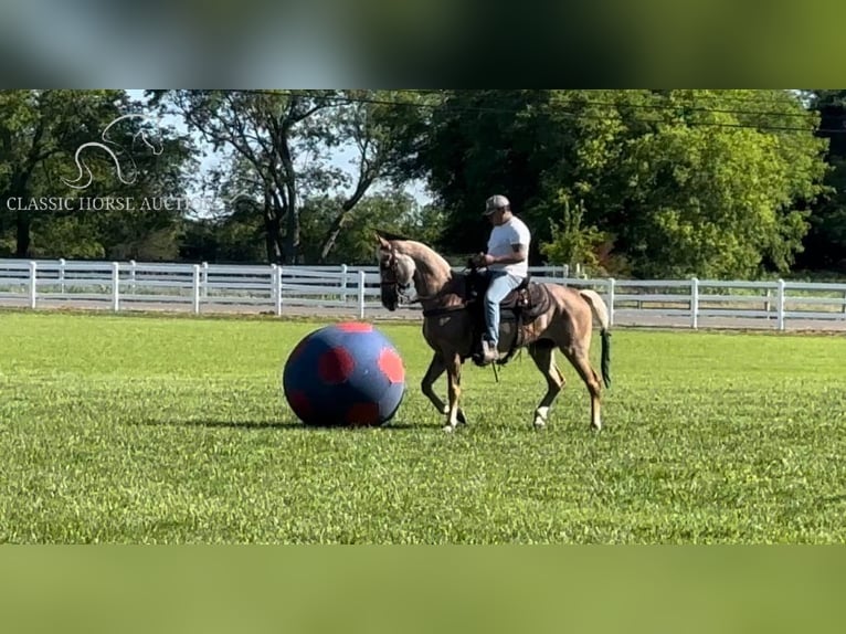 Tennessee Walking Horse Giumenta 10 Anni 152 cm Sauro scuro in Lewisburg, TN