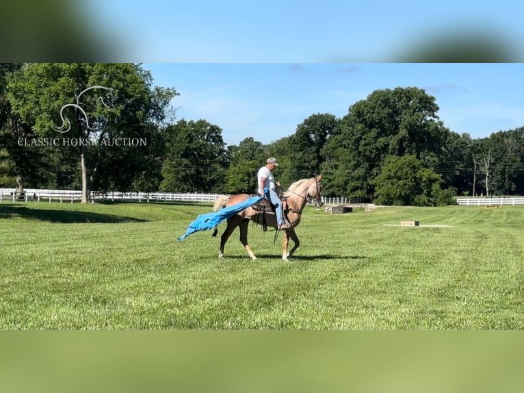 Tennessee Walking Horse Giumenta 10 Anni 152 cm Sauro scuro in Lewisburg, TN