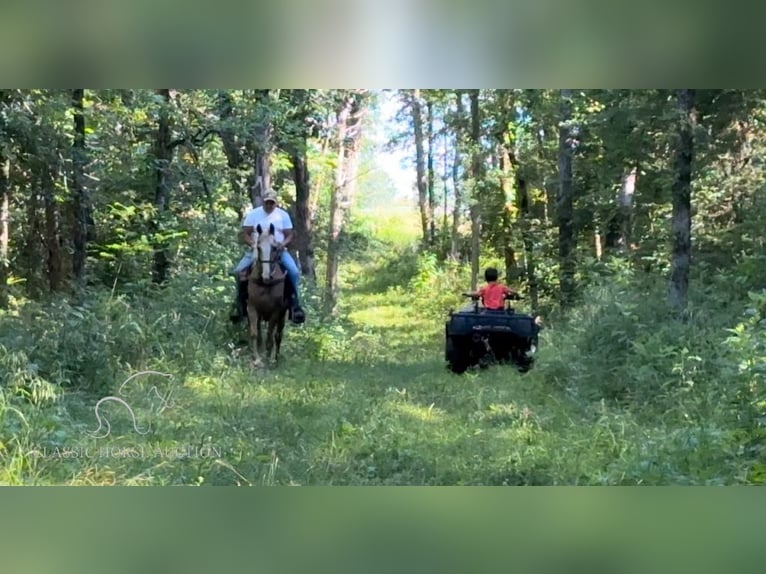 Tennessee Walking Horse Giumenta 10 Anni 152 cm Sauro scuro in Lewisburg, TN