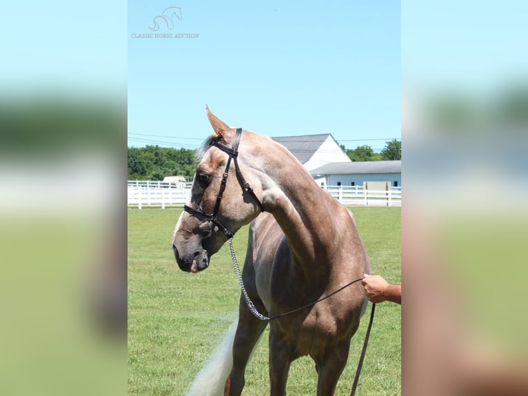 Tennessee Walking Horse Giumenta 10 Anni 152 cm Sauro scuro in Lewisburg, TN