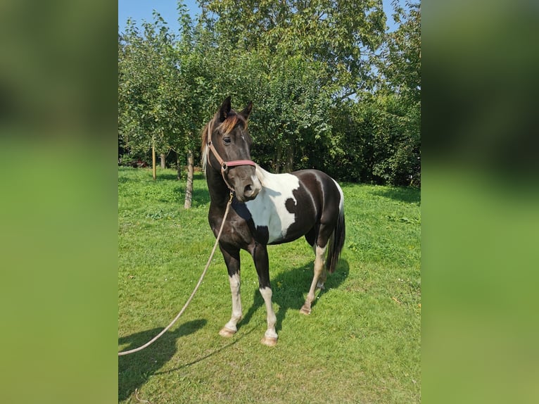 Tennessee Walking Horse Giumenta 10 Anni 156 cm Pezzato in &#39;s Gravenmoer