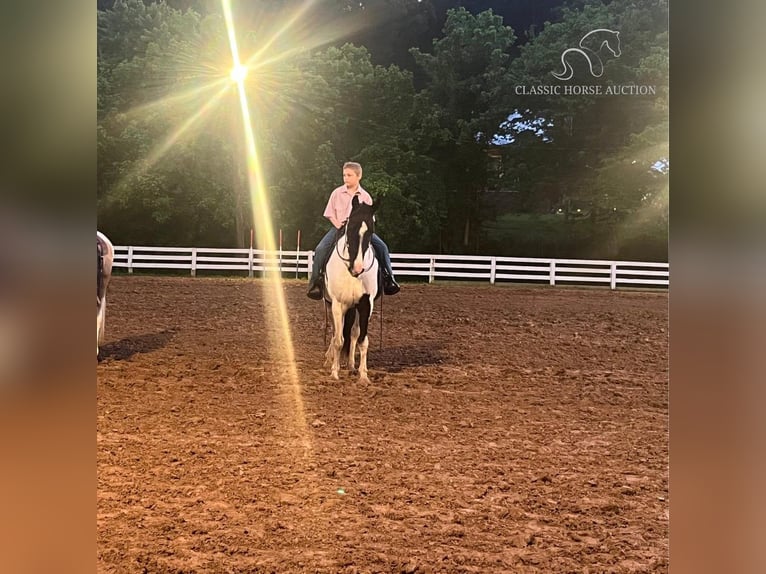 Tennessee Walking Horse Giumenta 11 Anni 142 cm Tobiano-tutti i colori in Rockholds, KY