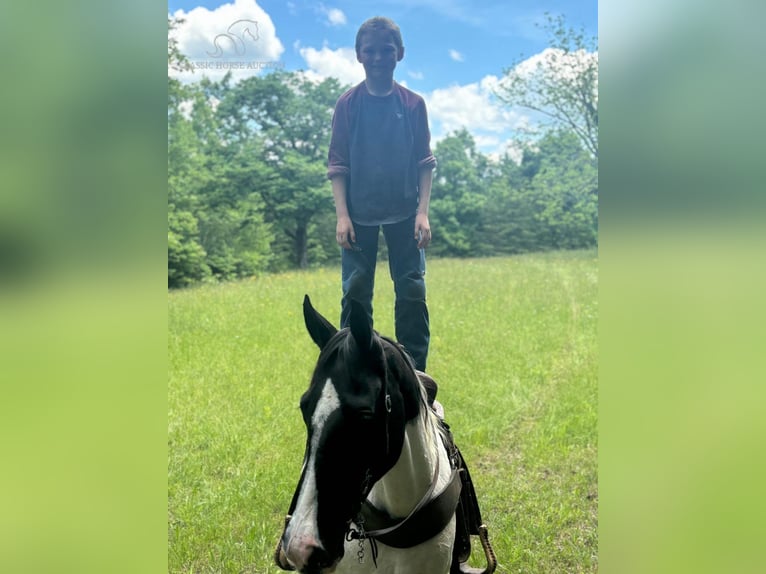 Tennessee Walking Horse Giumenta 11 Anni 142 cm Tobiano-tutti i colori in Rockholds, KY