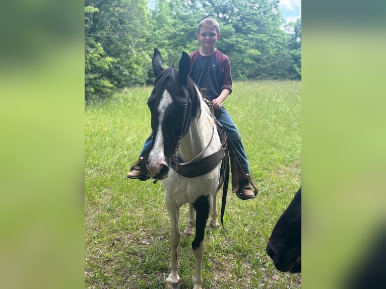 Tennessee Walking Horse Giumenta 11 Anni 142 cm Tobiano-tutti i colori in Rockholds, KY