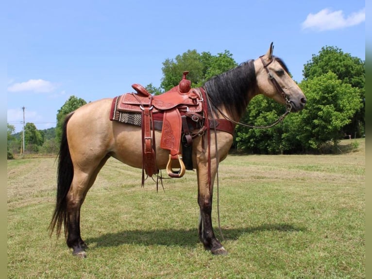 Tennessee Walking Horse Giumenta 12 Anni 150 cm Pelle di daino in Salyersville Ky