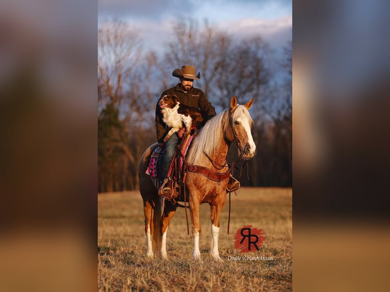 Tennessee Walking Horse Giumenta 12 Anni 152 cm Palomino in Lyles