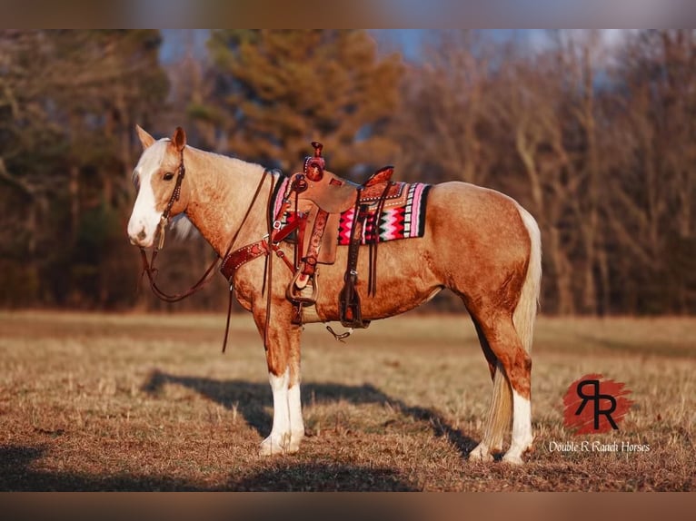 Tennessee Walking Horse Giumenta 12 Anni 152 cm Palomino in Lyles