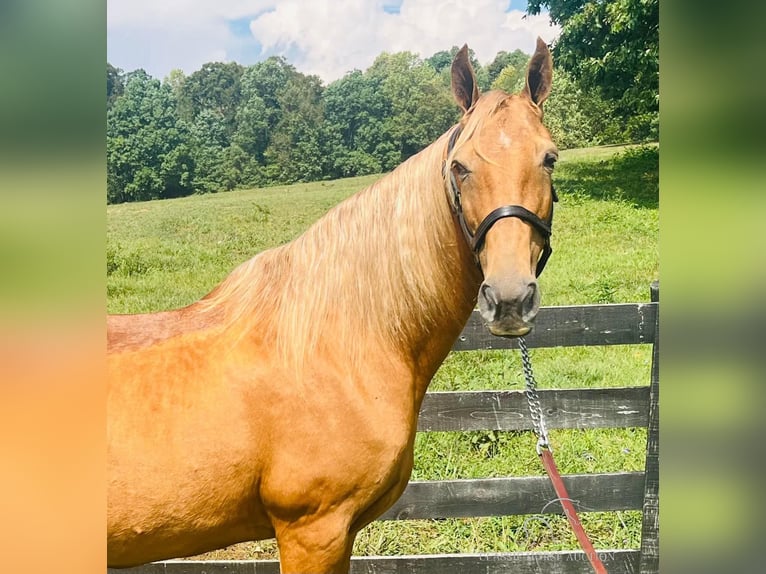 Tennessee Walking Horse Giumenta 12 Anni 152 cm Sauro ciliegia in Tompkinsville, KY