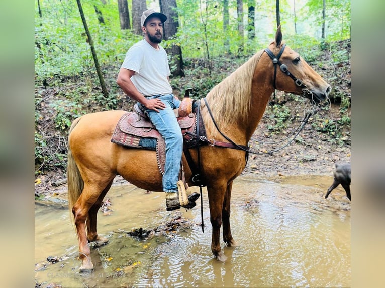 Tennessee Walking Horse Giumenta 12 Anni 152 cm Sauro ciliegia in Tompkinsville, KY