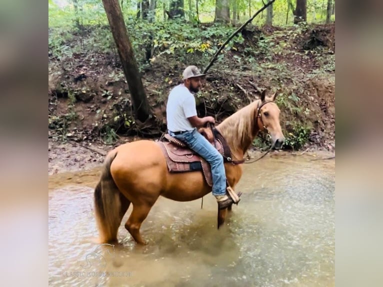 Tennessee Walking Horse Giumenta 12 Anni 152 cm Sauro ciliegia in Tompkinsville, KY