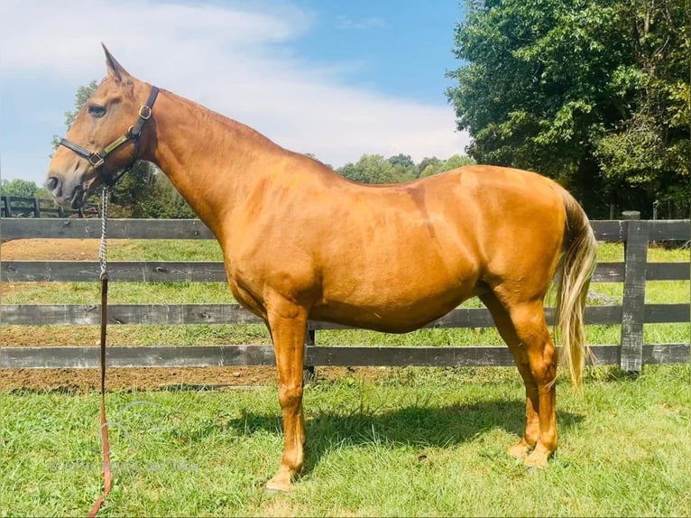 Tennessee Walking Horse Giumenta 12 Anni 152 cm Sauro ciliegia in Tompkinsville, KY