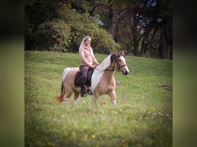 Tennessee Walking Horse Giumenta 12 Anni 152 cm Tobiano-tutti i colori in Vilters