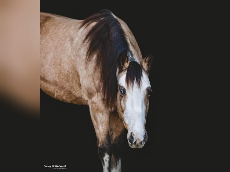 Tennessee Walking Horse Giumenta 13 Anni 145 cm Pelle di daino in Everette PA