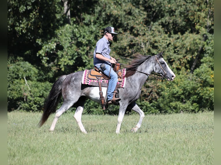 Tennessee Walking Horse Giumenta 13 Anni 152 cm Roano blu in Parkers Lake KY