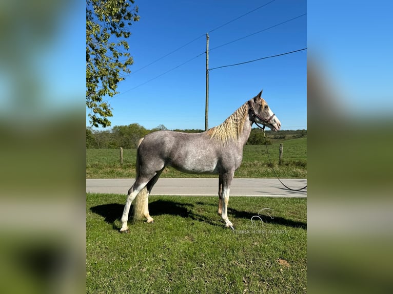 Tennessee Walking Horse Giumenta 13 Anni 152 cm Roano rosso in Mayslick, KY