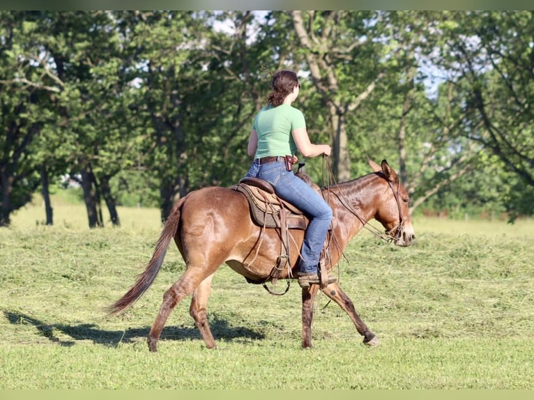 Tennessee Walking Horse Giumenta 13 Anni Falbo in Brooksville, KY