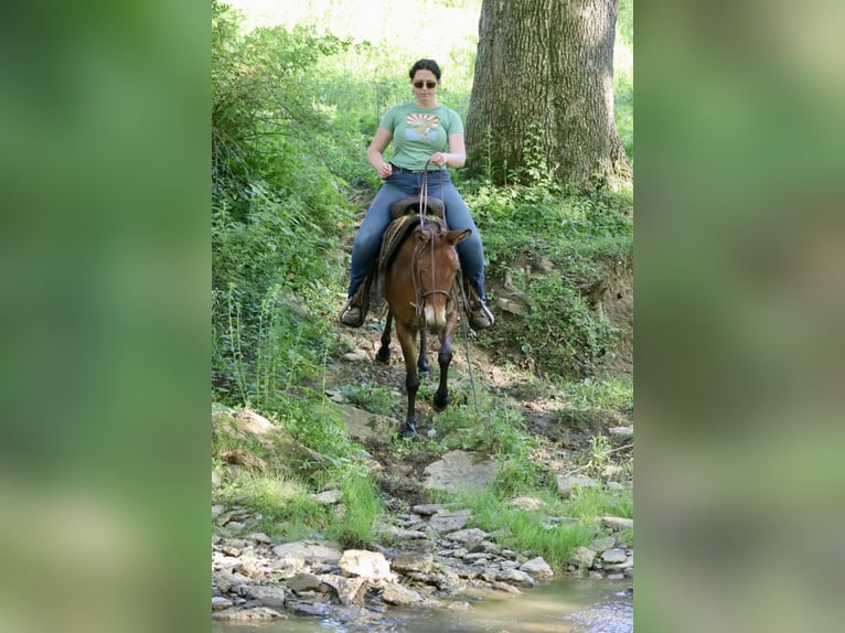 Tennessee Walking Horse Giumenta 13 Anni Falbo in Brooksville, KY