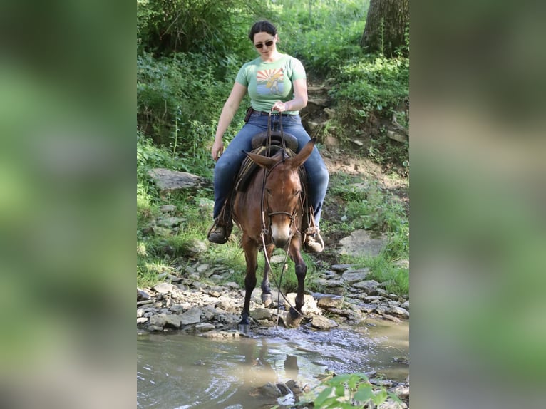 Tennessee Walking Horse Giumenta 13 Anni Falbo in Brooksville, KY