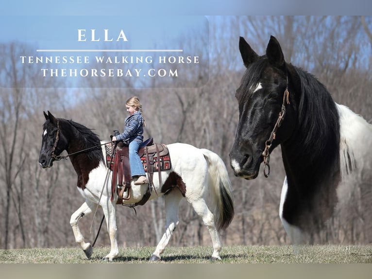 Tennessee Walking Horse Giumenta 13 Anni Tobiano-tutti i colori in Mount Vernon, KY