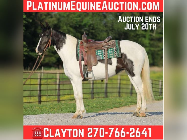 Tennessee Walking Horse Giumenta 14 Anni 150 cm Tobiano-tutti i colori in Sonora, KY