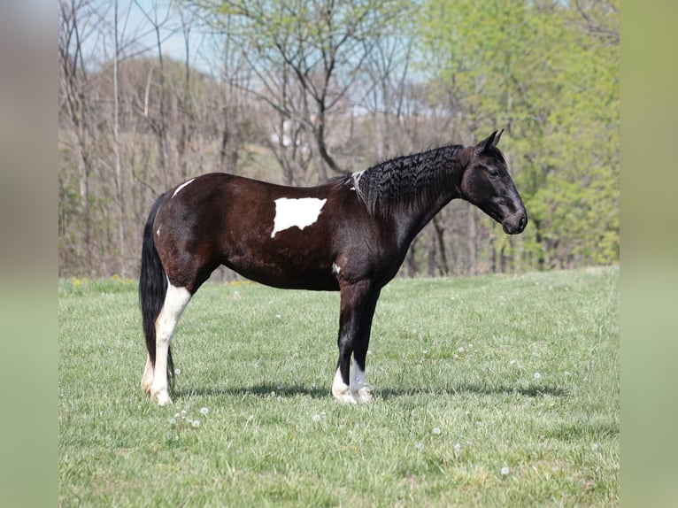 Tennessee Walking Horse Giumenta 15 Anni 142 cm Morello in Brodhead