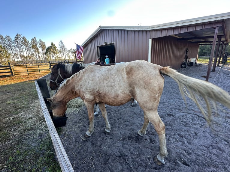 Tennessee Walking Horse Giumenta 15 Anni 152 cm Palomino in Orlando