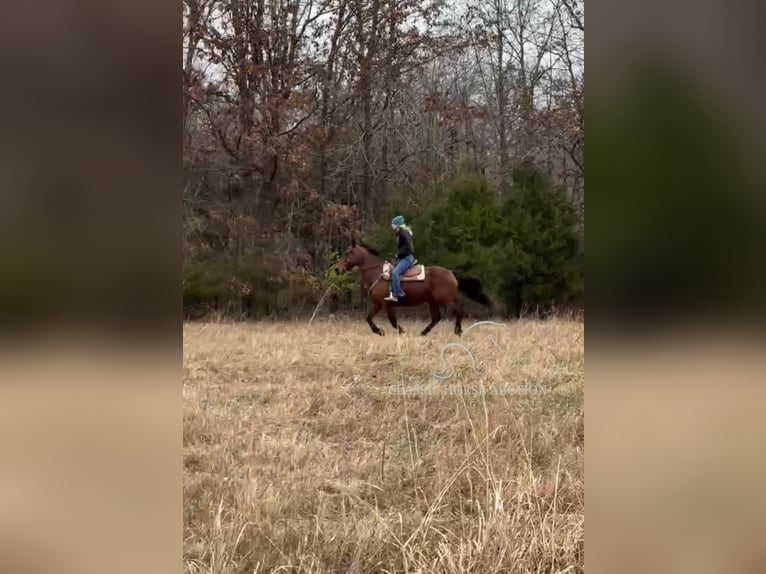 Tennessee Walking Horse Giumenta 15 Anni 152 cm in Park Hills, MO