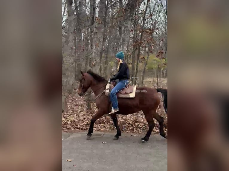 Tennessee Walking Horse Giumenta 15 Anni 152 cm in Park Hills, MO