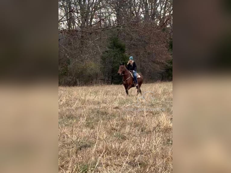 Tennessee Walking Horse Giumenta 15 Anni 152 cm in Park Hills, MO