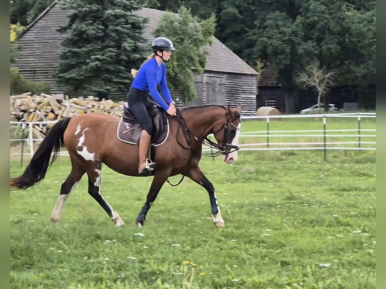 Tennessee Walking Horse Mix Giumenta 15 Anni 155 cm Pezzato in Anklam