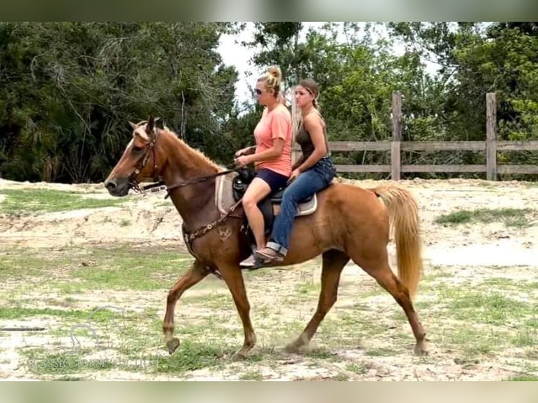 Tennessee Walking Horse Giumenta 16 Anni 142 cm Sauro ciliegia in Fort Pierce, FLORDIA