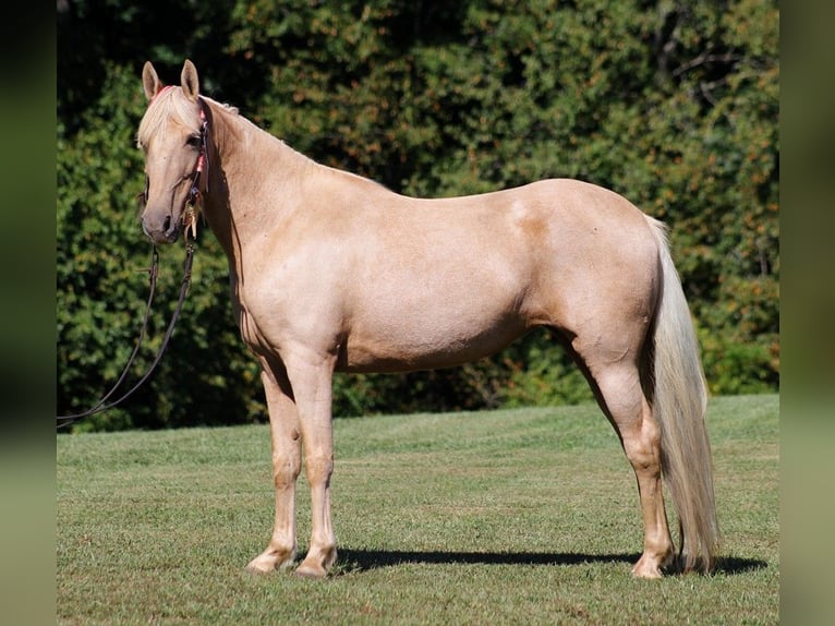 Tennessee Walking Horse Giumenta 16 Anni 150 cm Palomino in Jamestown KY