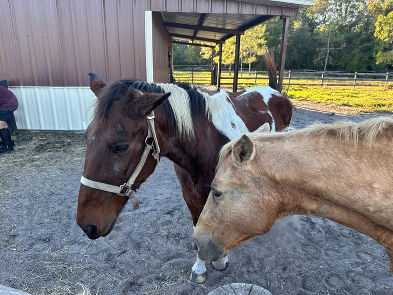 Tennessee Walking Horse Giumenta 16 Anni 152 cm Tobiano-tutti i colori in Pierson, FLorida