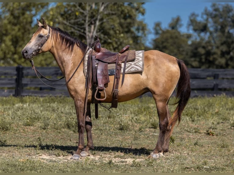 Tennessee Walking Horse Giumenta 16 Anni 155 cm Pelle di daino in Wallingford KY