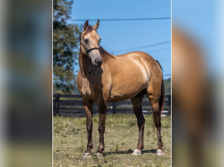 Tennessee Walking Horse Giumenta 16 Anni 155 cm Pelle di daino in Wallingford KY