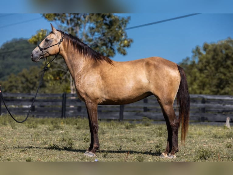 Tennessee Walking Horse Giumenta 16 Anni 155 cm Pelle di daino in Wallingford KY