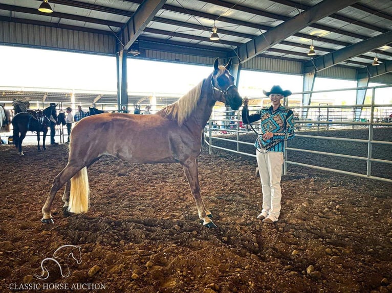 Tennessee Walking Horse Giumenta 17 Anni 142 cm Sauro ciliegia in Fort Pierce, FLORDIA