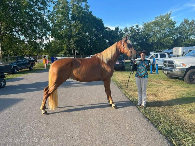 Tennessee Walking Horse Giumenta 17 Anni 142 cm Sauro ciliegia in Fort Pierce, FLORDIA