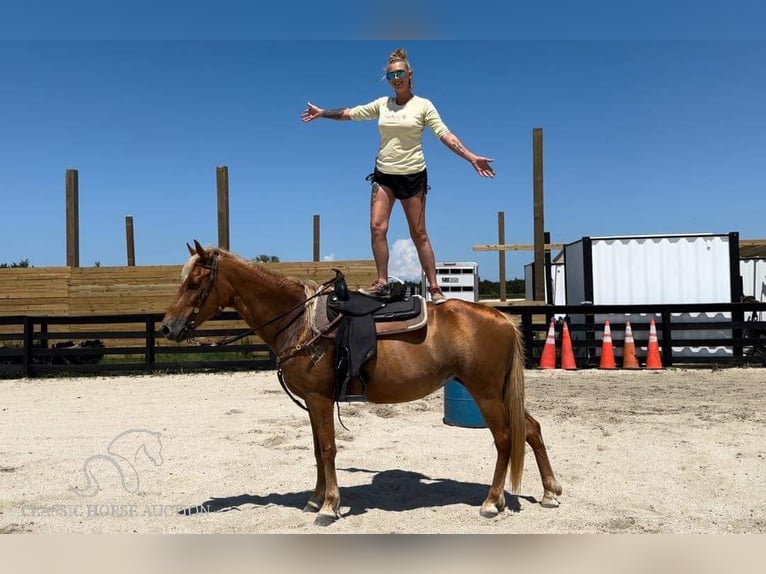 Tennessee Walking Horse Giumenta 17 Anni 142 cm Sauro ciliegia in Fort Pierce, FLORDIA