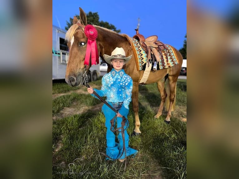 Tennessee Walking Horse Giumenta 17 Anni 142 cm Sauro ciliegia in Fort Pierce, FLORDIA